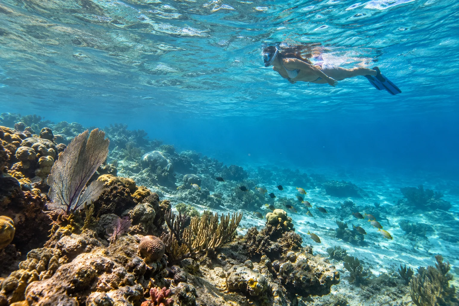 Catalina Island Tour from Miches: Transfers & Planning