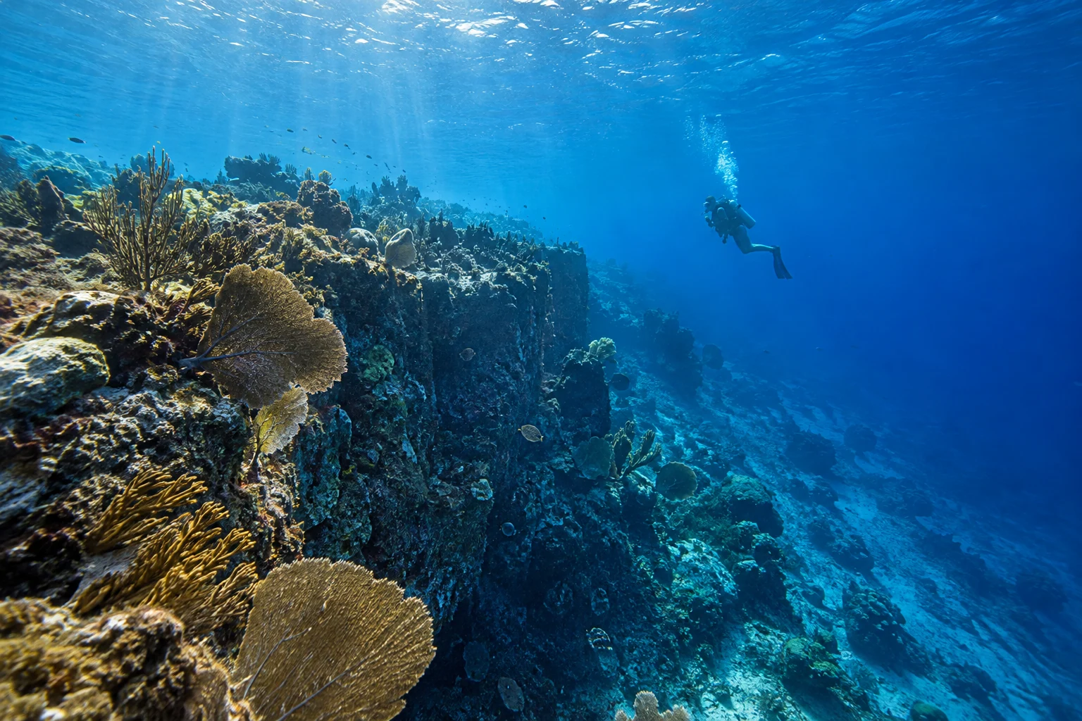 The Wall at Catalina Island: Snorkeling & Diving Guide